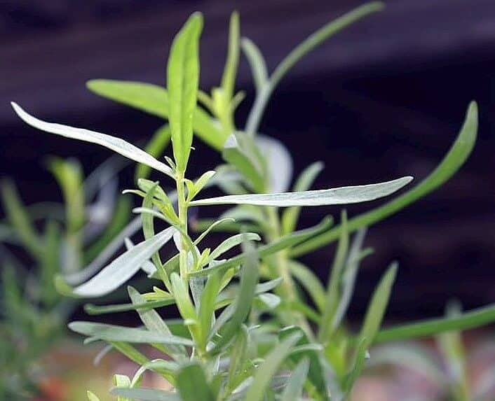 French Tarragon (Artemisia Dracunculus)