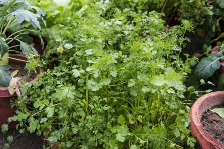 Growing Cilantro In A Pot