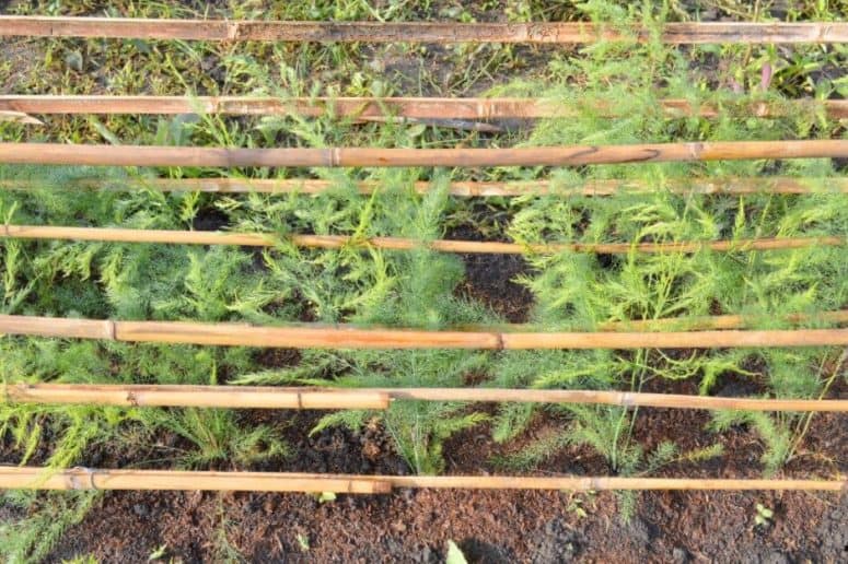 Besth Methods To Grow Dill