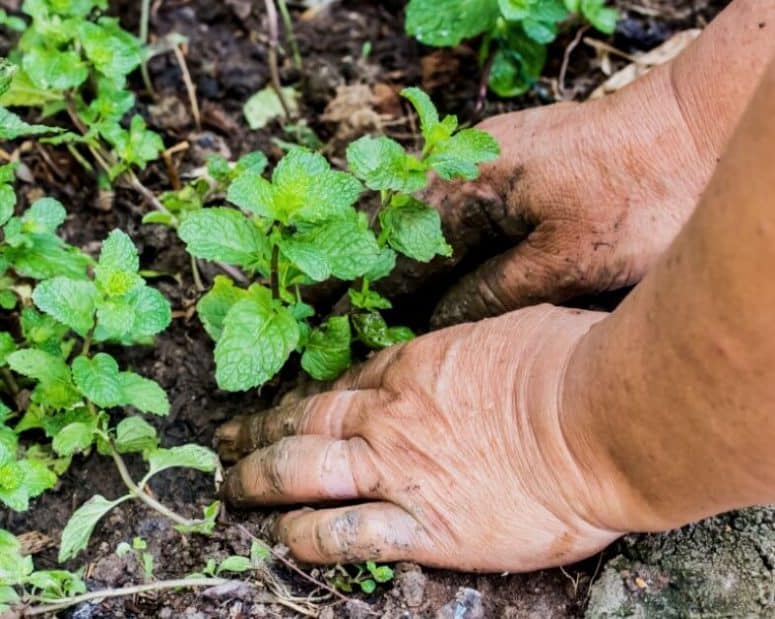 How To Grow Mint At Home