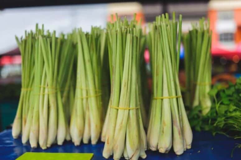 Harvesting &Amp; Storing Lemongrass