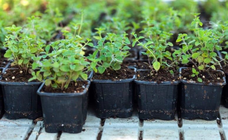 How To Grow Oregano In Pot