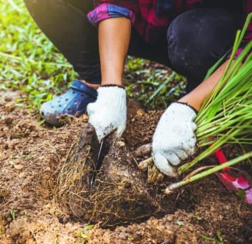 How To Propagate Lemongrass