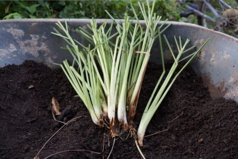 How To Grow Lemongrass