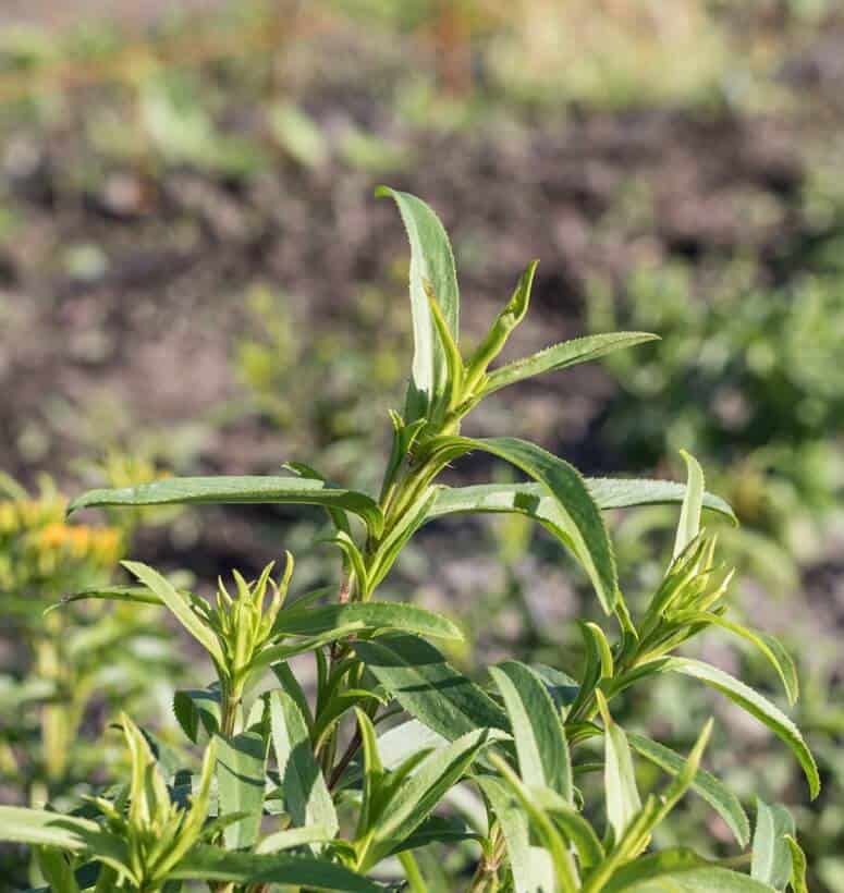 Mexican Tarragon (Tagetes Lucida)