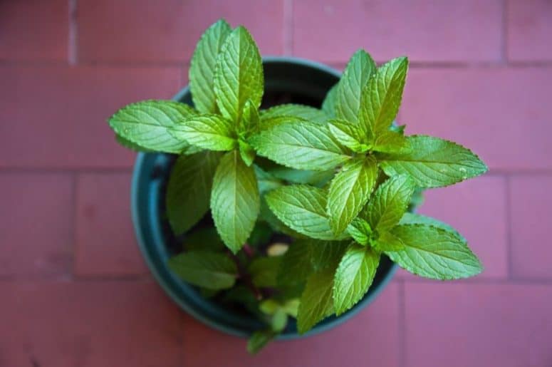 Planting mint in a pot