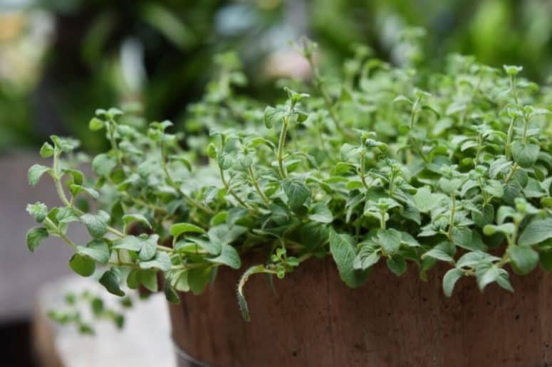 Oregano Plant Bush