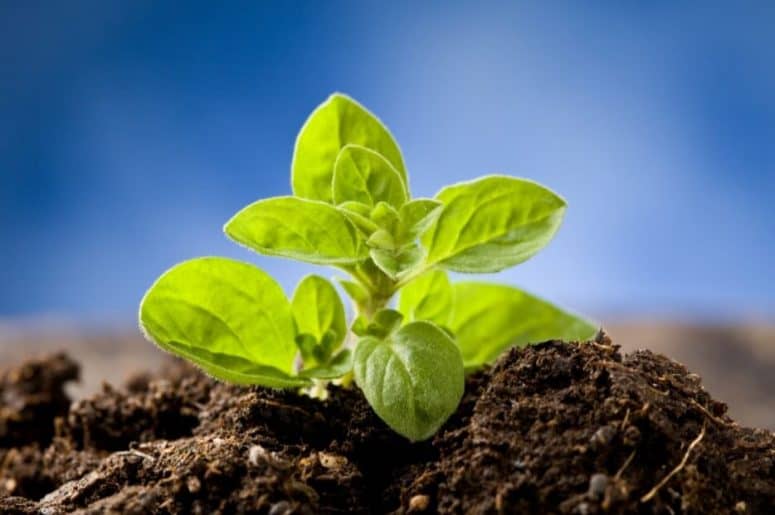 Oregano Plant Sprouting