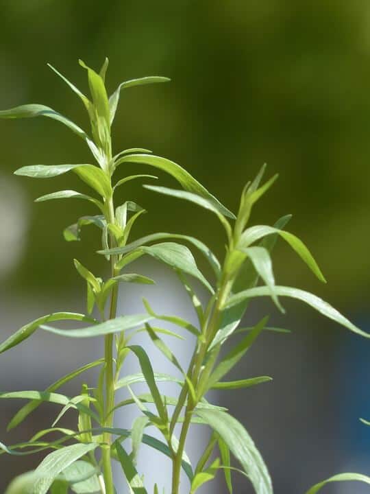 Russian Tarragon (Artemisia dracunculoides Pursch)
