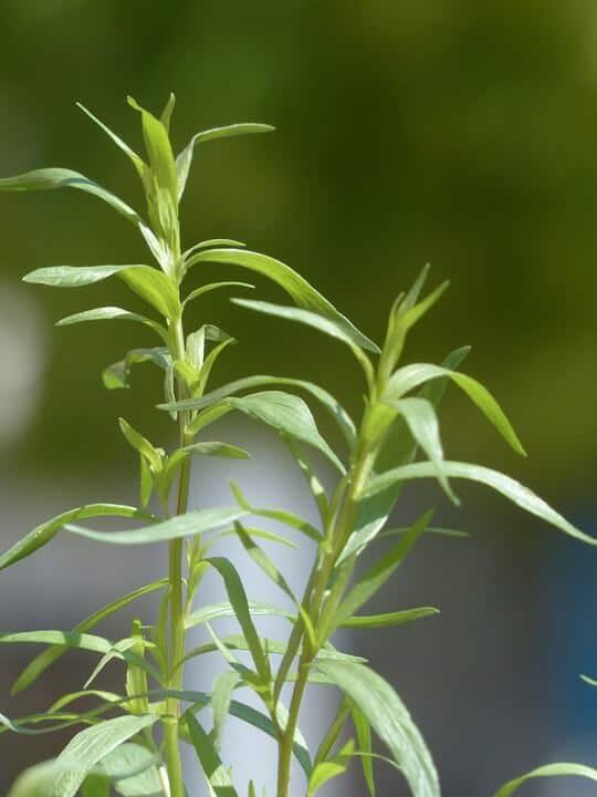 Russian Tarragon (Artemisia Dracunculoides Pursch)