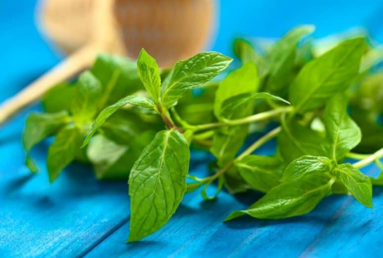 Mint Leaves