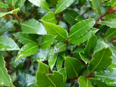 How to Grow Bay Laurel At Home (A Beginner's Guide)