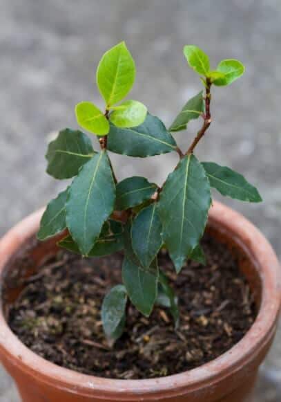 How To Grow Bay Laurel