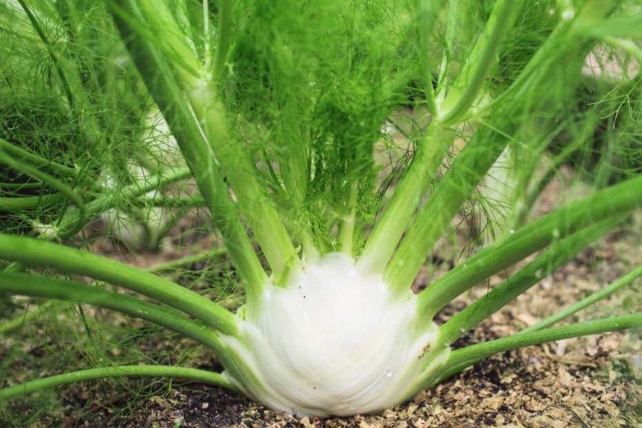 How To Grow Fennel