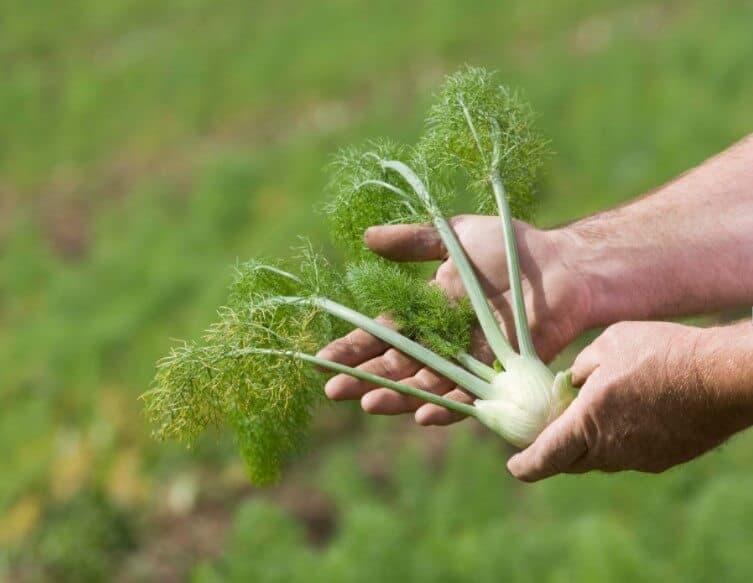 Harvesting Fennel