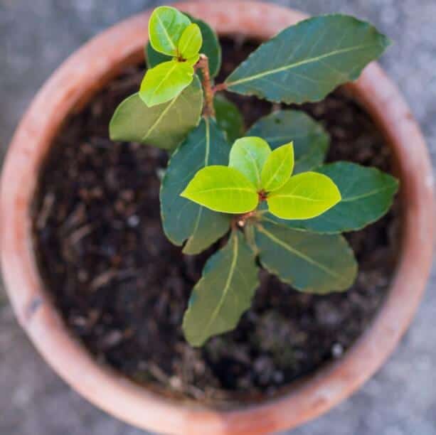 How To Take Care Of Bay Laurel Plant