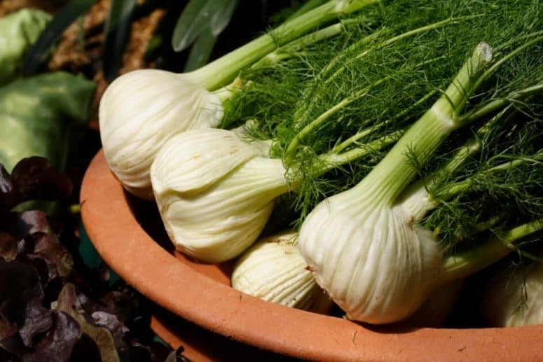 How to store your fennel