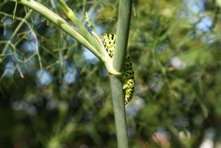 Parsleyworm Attacks Fennel