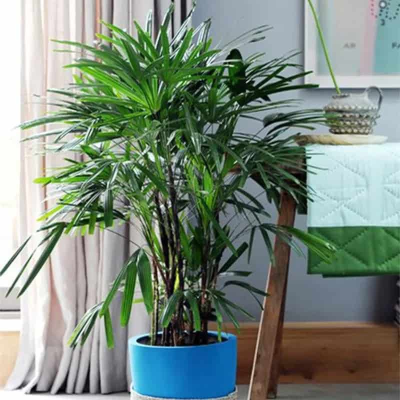 Use a Lady Palm for Darker Entryways