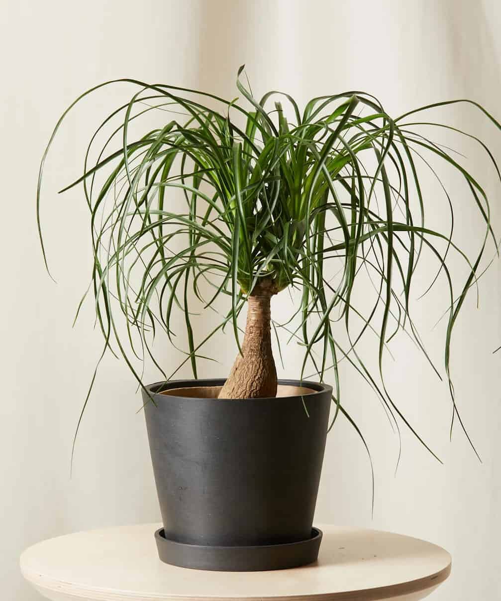 Go For a Coastal Look With a Ponytail Palm