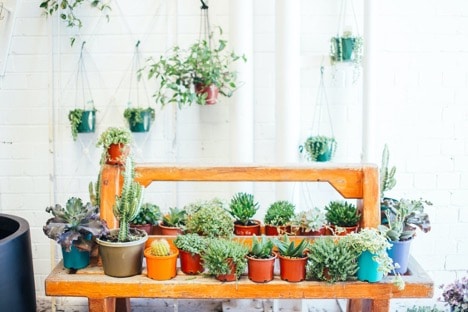 Decorate Your Wall With Mini Succulent Hangers