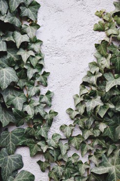 Dress Your Wall In Creeping Ivy