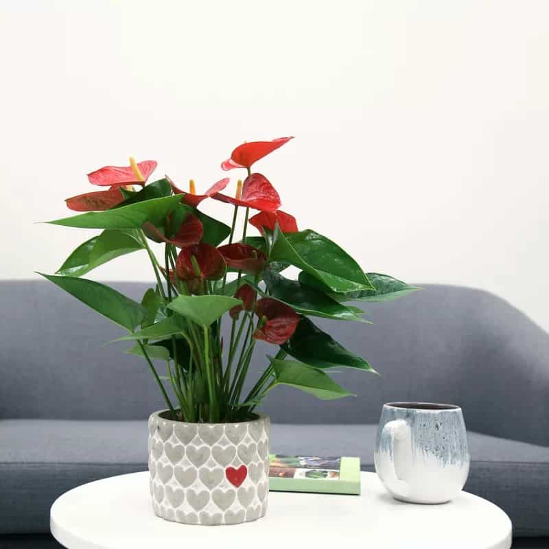Add an Anthurium Plant for a Splash of Color