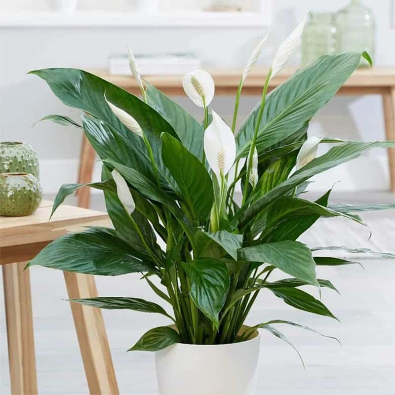 Use a Peace Lily for an Elegant Look