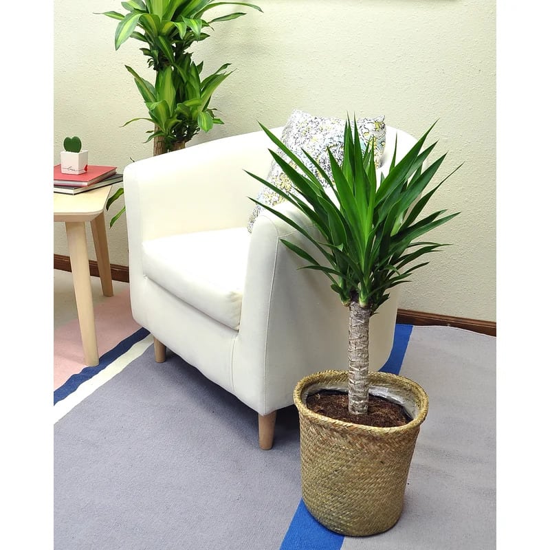 Go For a Yucca Cane Plant for Larger Entryways