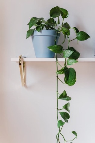 Let Your Pothos Plant Cascade Down The Wall