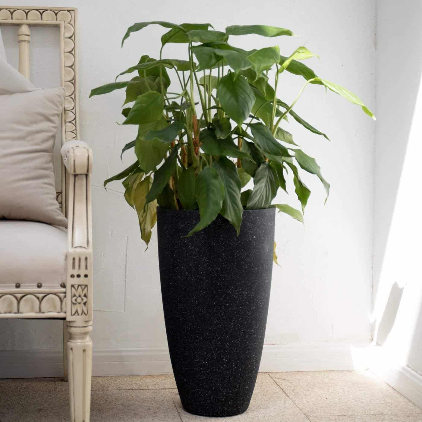 A Potted Plant Works Wonders In An Open Floor Plan