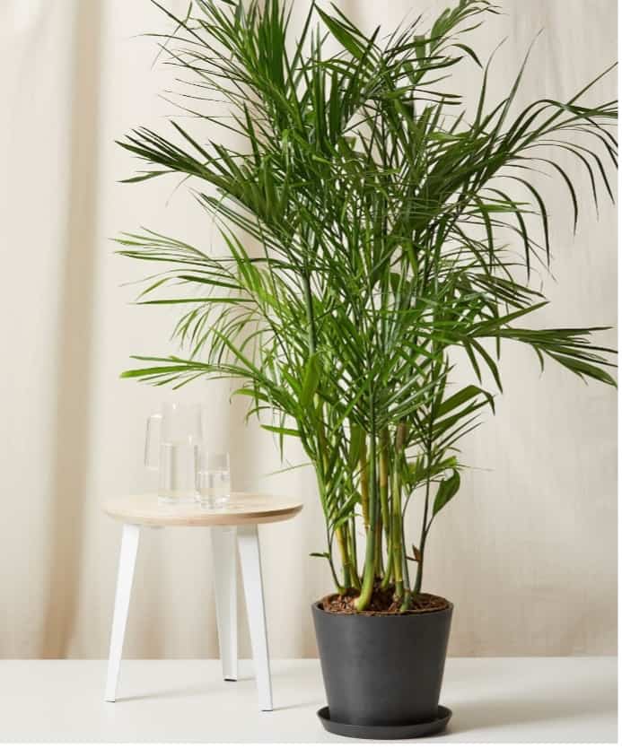 Bring Home A Beautiful Floor Plant