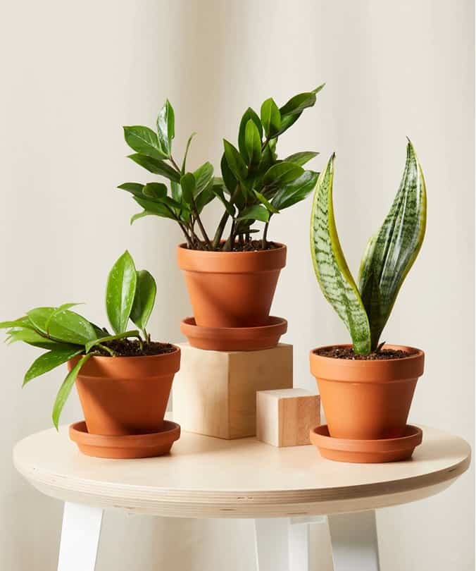 Pay Ode To Nature By Decorating With Small Plants