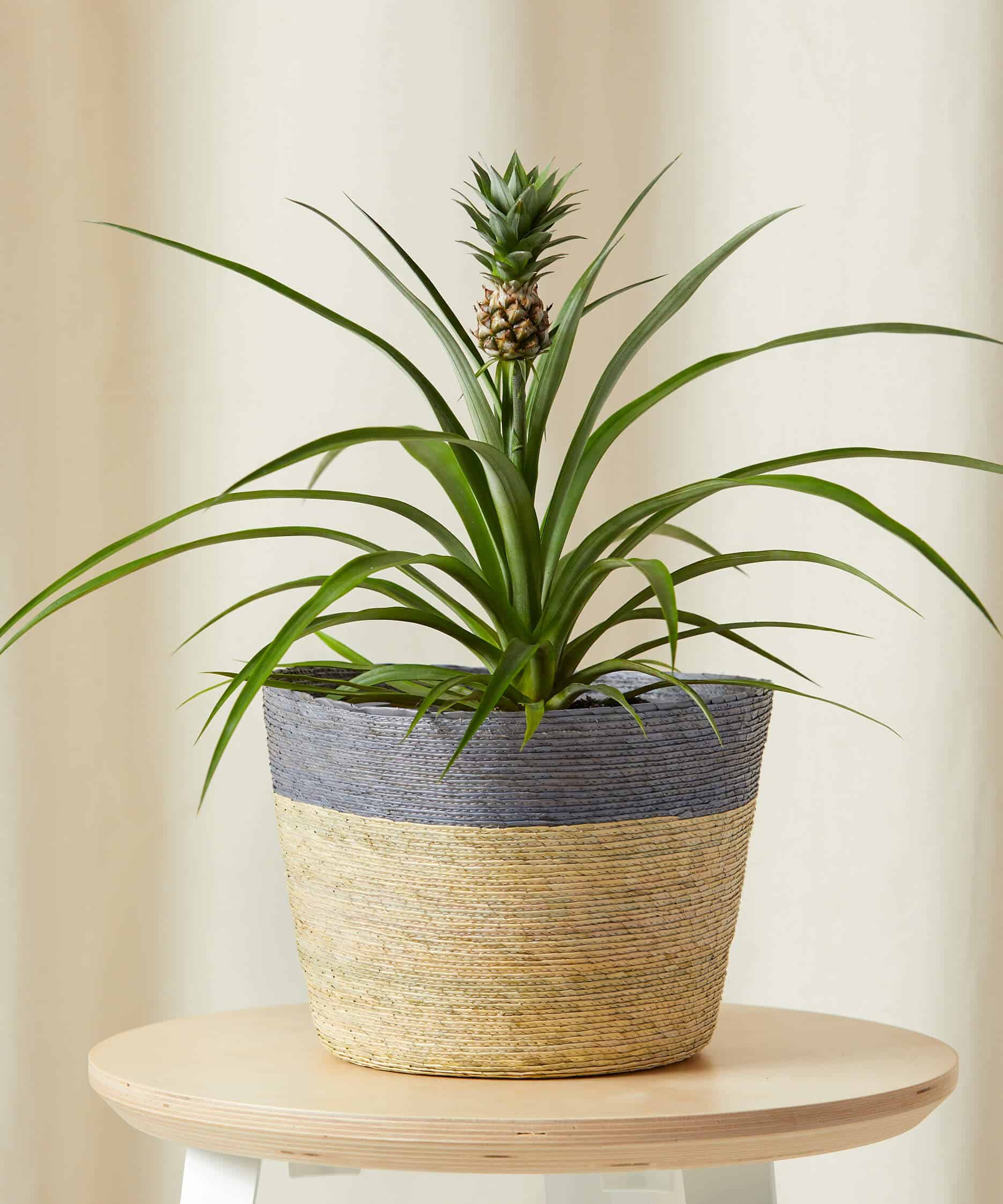 Add A Bromeliad Pineapple For A Unique Decor Piece