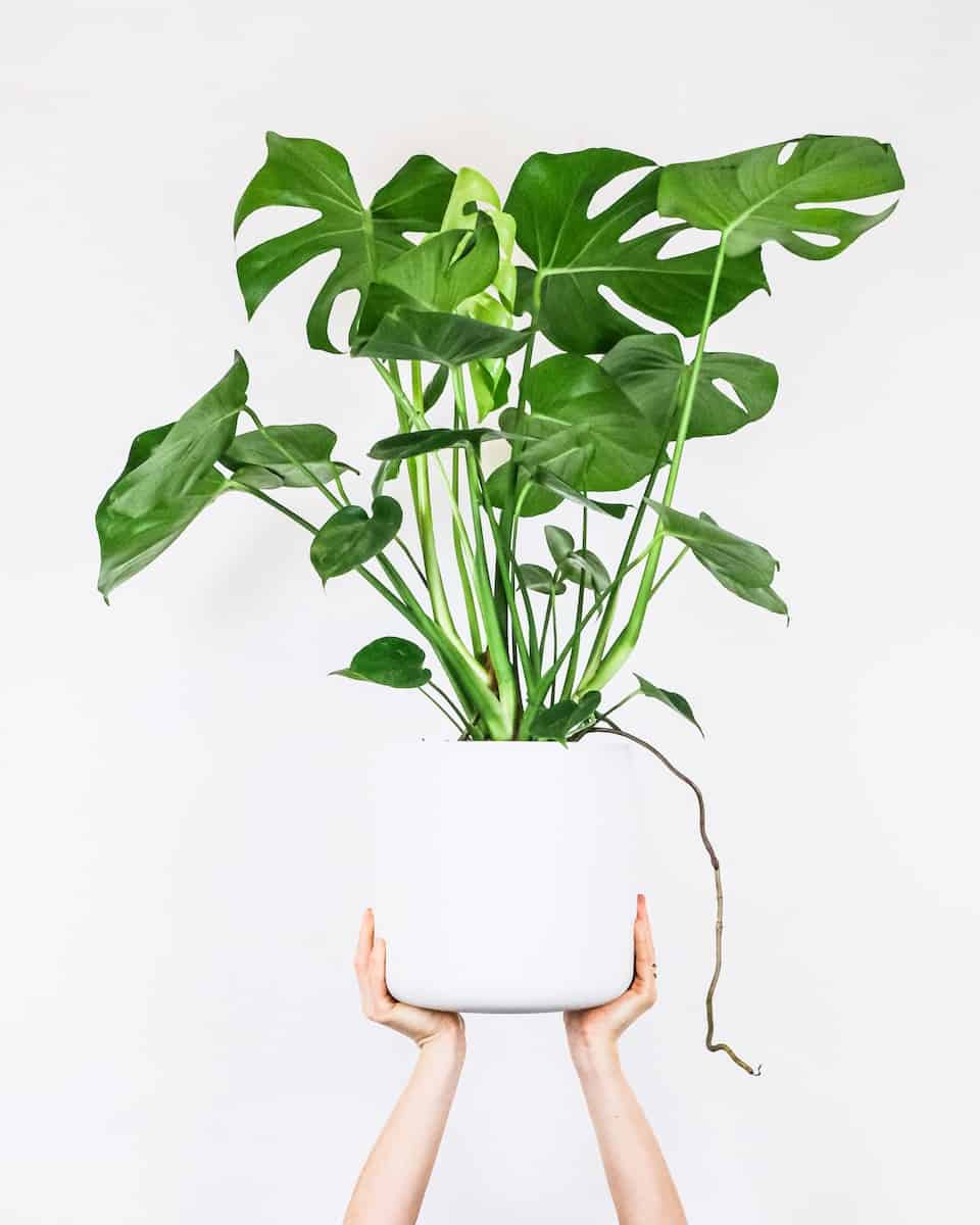 Green Plant On White Ceramic Pot