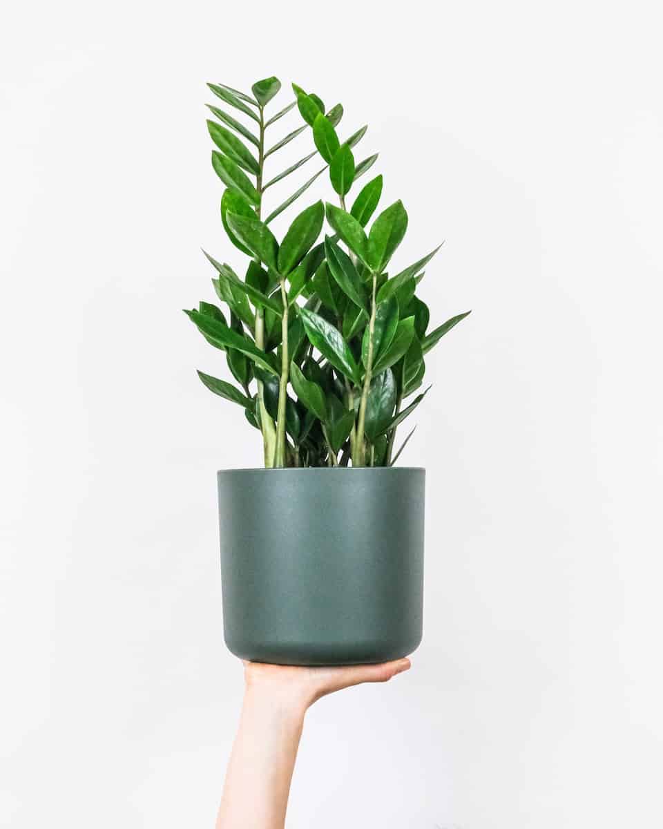 Green Plant On Blue Ceramic Pot