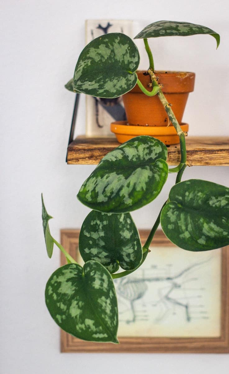 Green And White Plant On Brown Pot