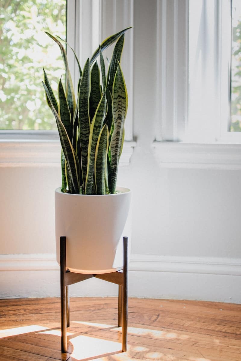 Green Snake Plant On White Ceramic Pot